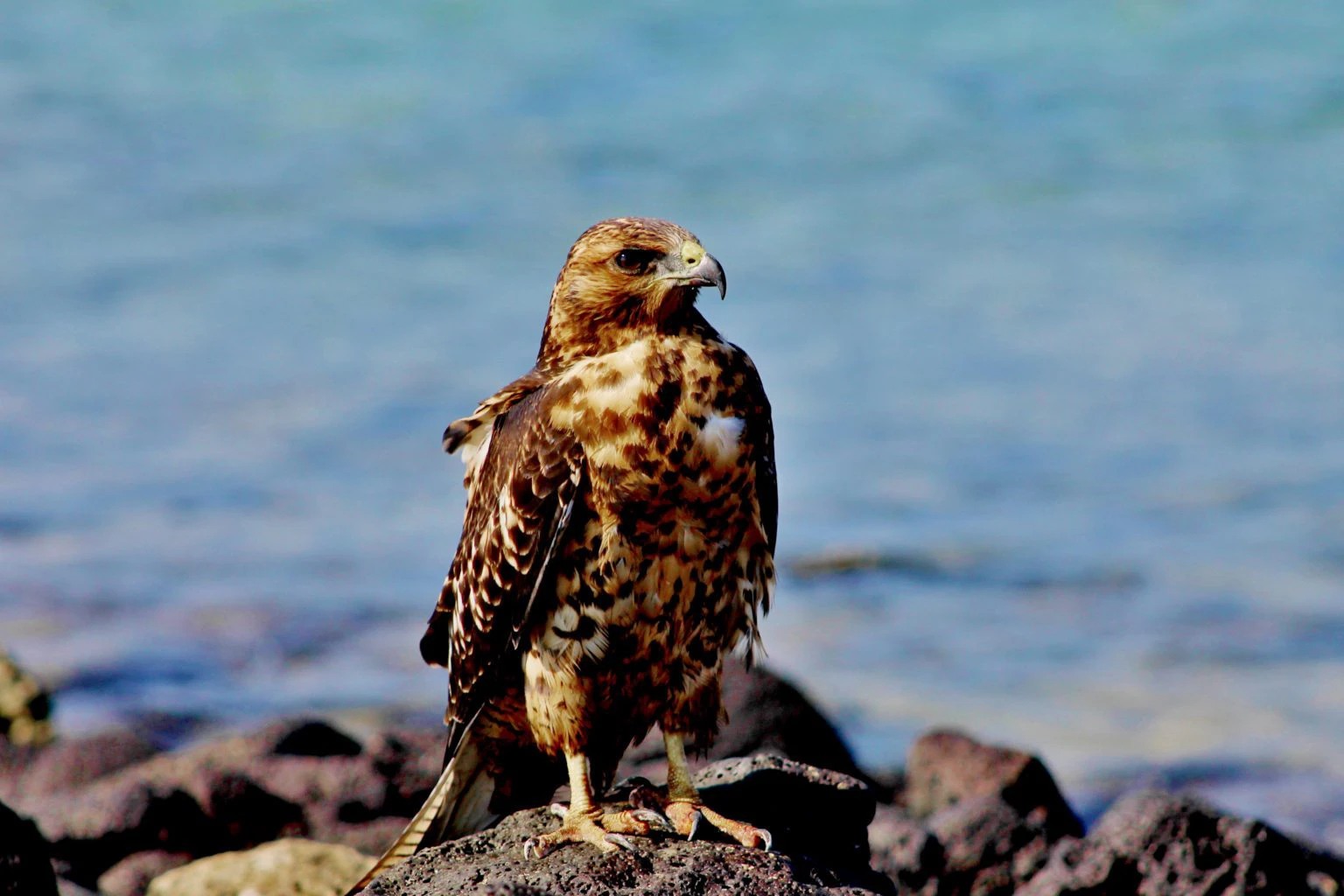 Galapagos Hawk